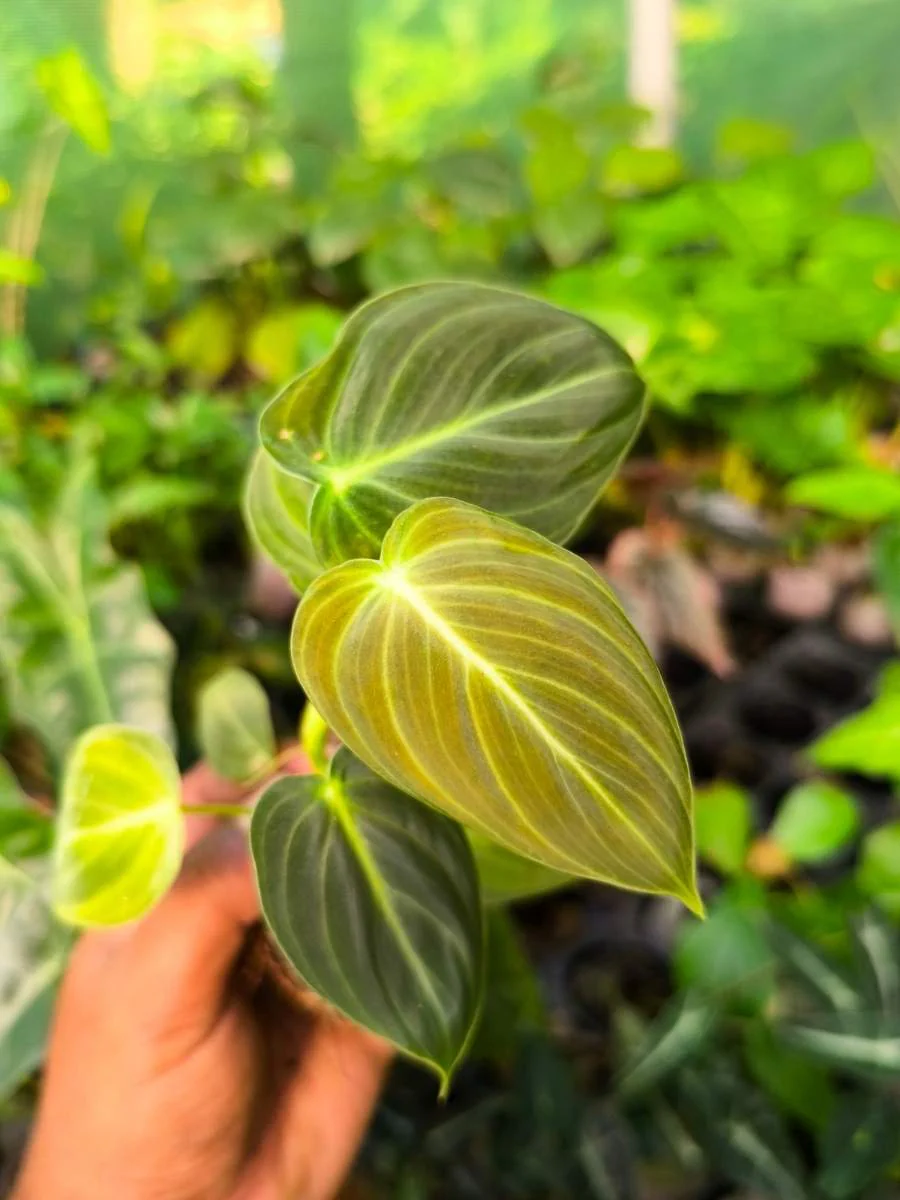 Thumb 3